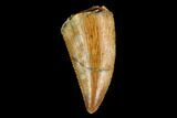 Serrated, Raptor Tooth - Real Dinosaur Tooth #124271-1